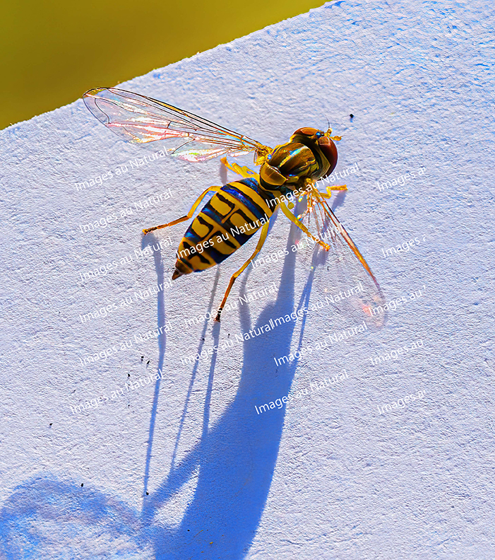 Corn tassel fly